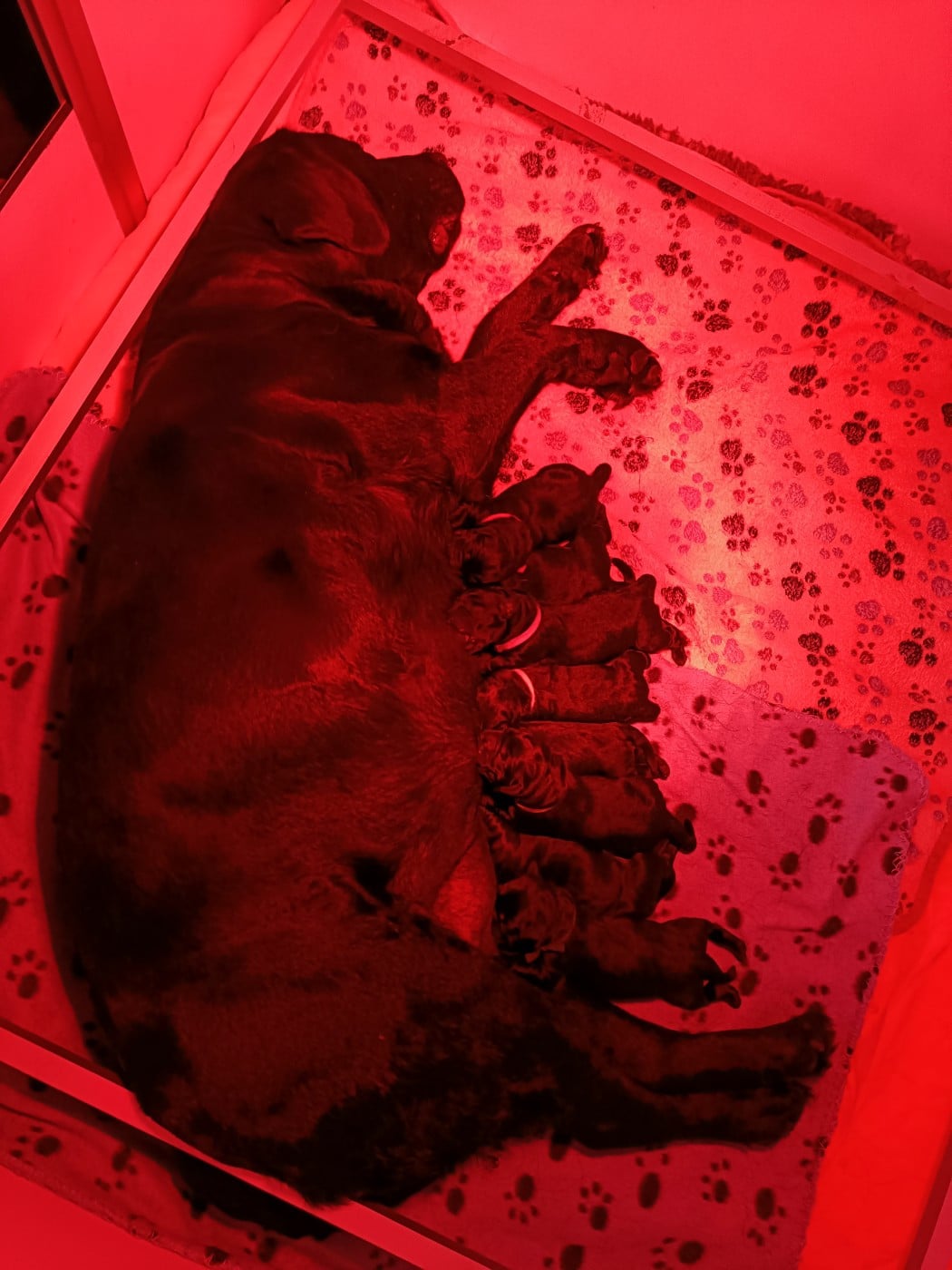 CHIOT 8 - Labrador Retriever