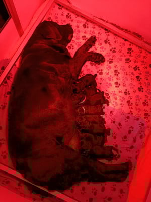 Les chiots de Labrador Retriever