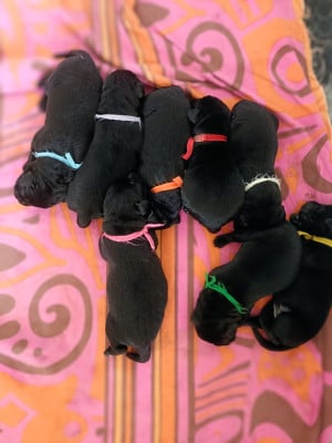 Les chiots de Labrador Retriever