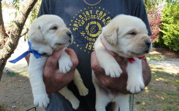 du pré de l'égvonne - Labrador Retriever - Portée née le 14/08/2018