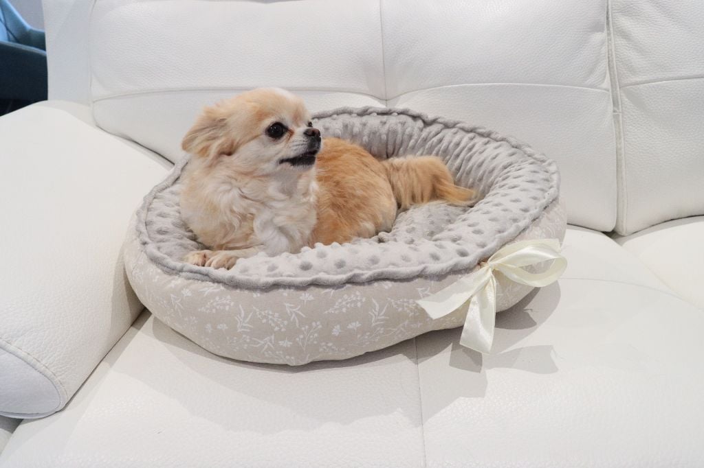 Shakira Des Minis Trésors