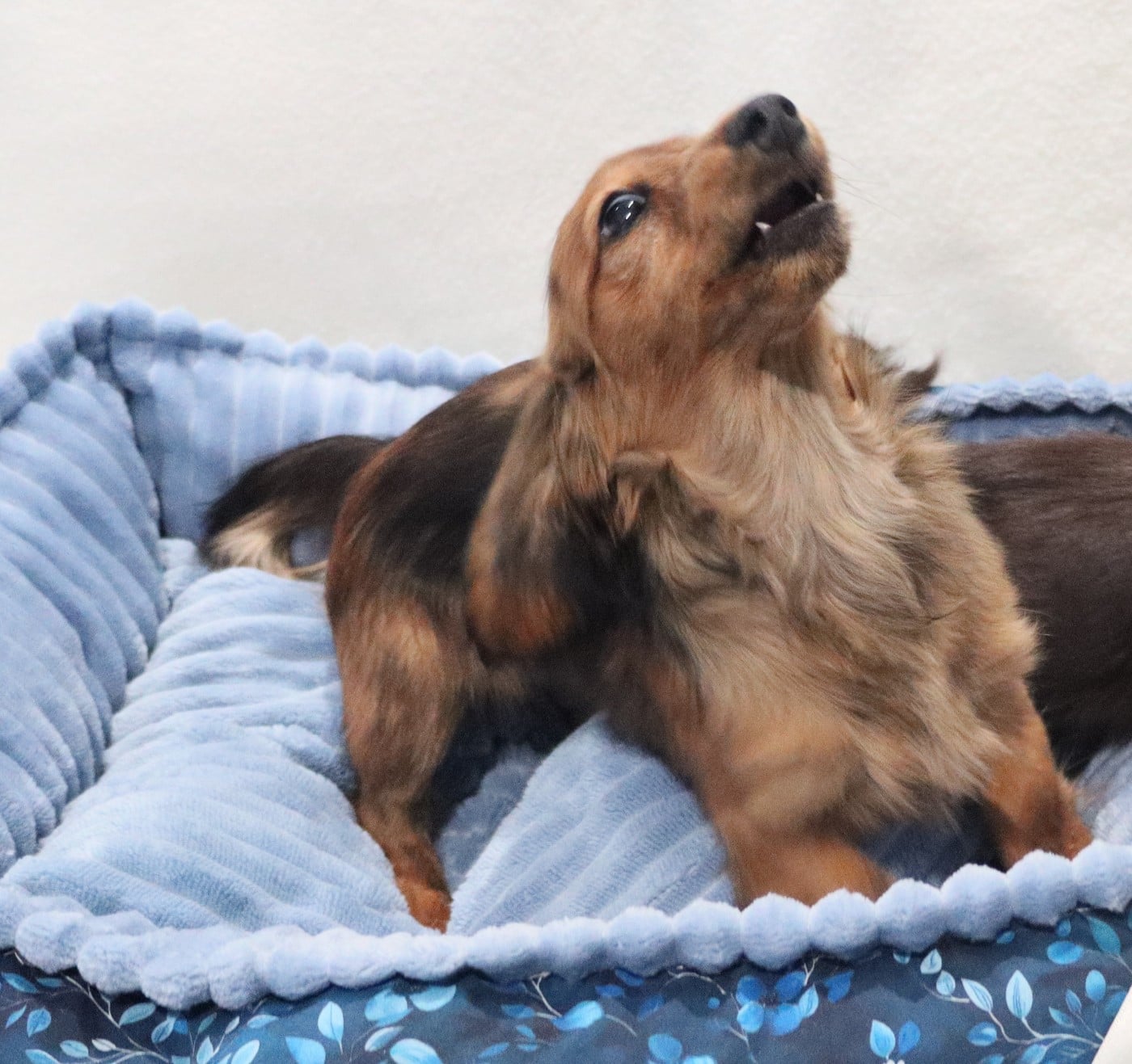 Publication : de la grande equinoxe