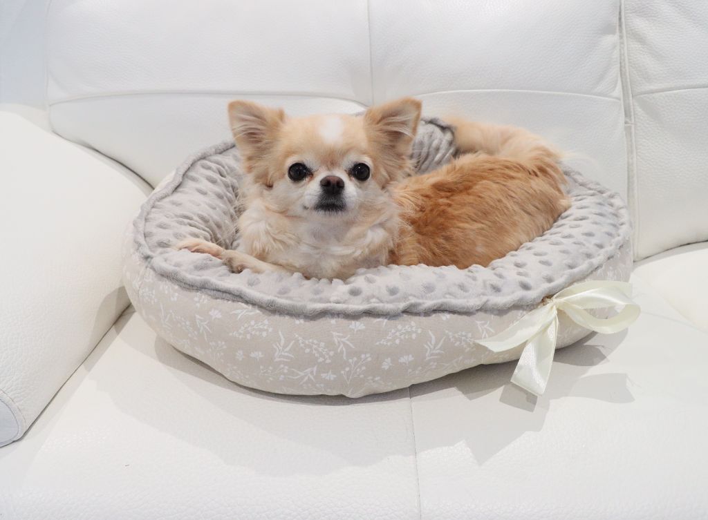 Shakira Des Minis Trésors