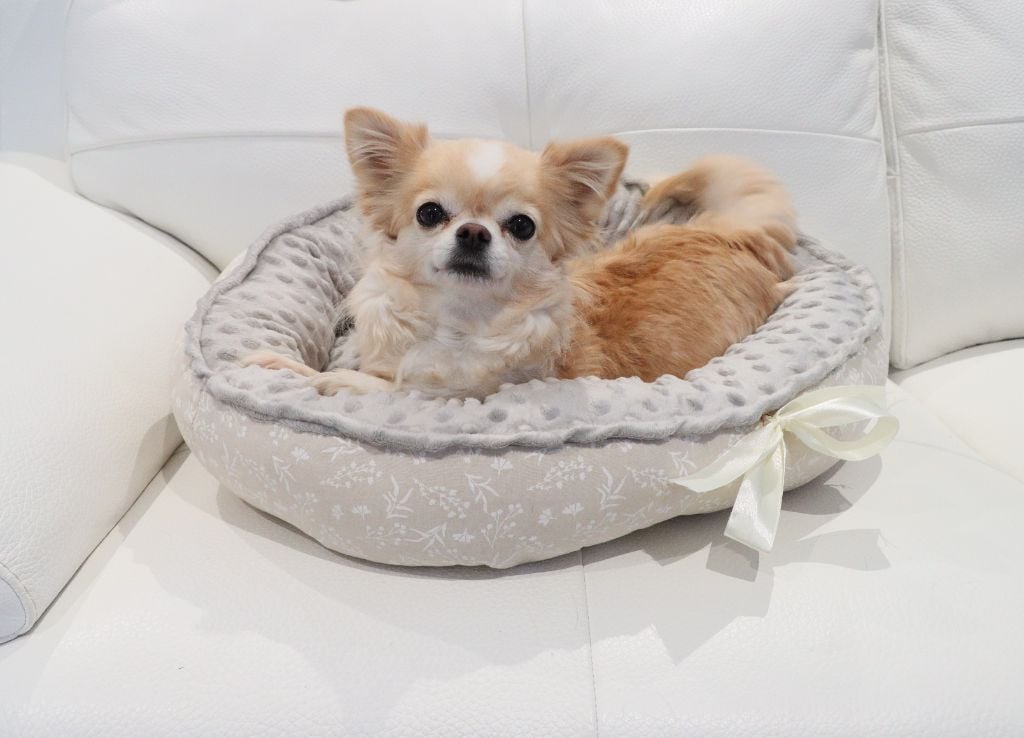 Shakira Des Minis Trésors