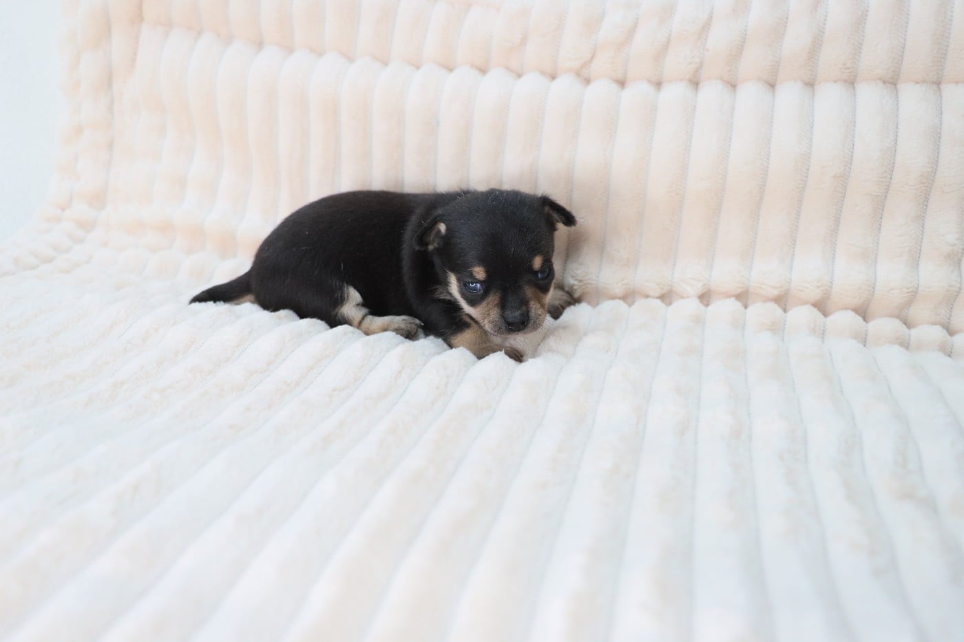 noir et feu poil court