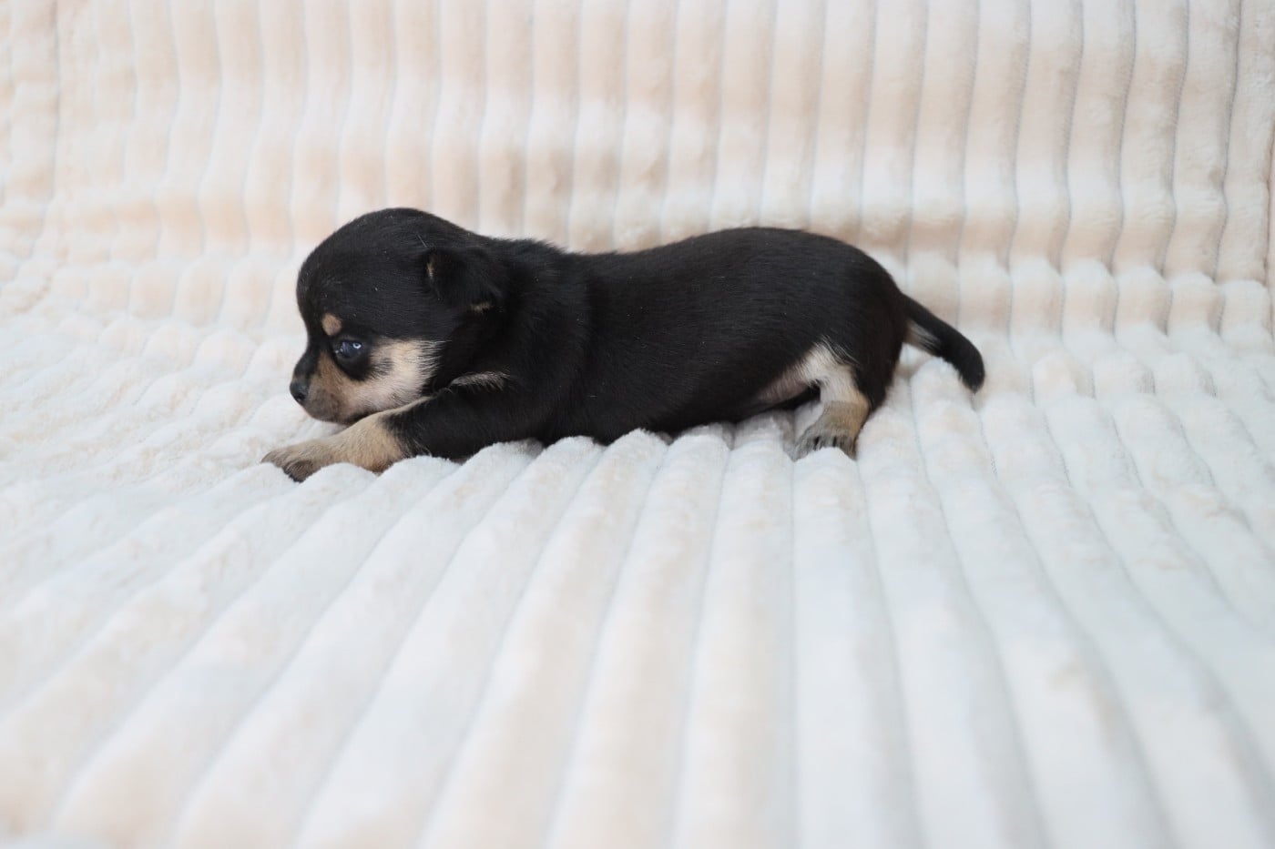 noir et feu poil court