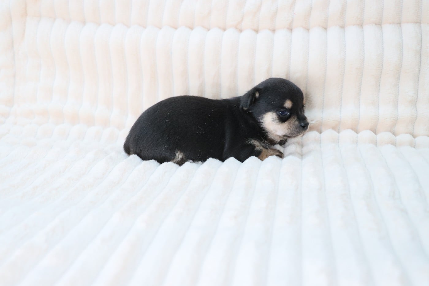 noir et feu poil court 2