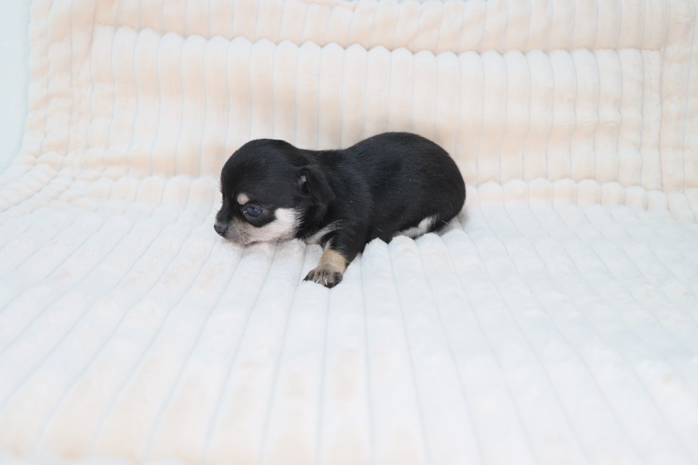 noir et feu poil court