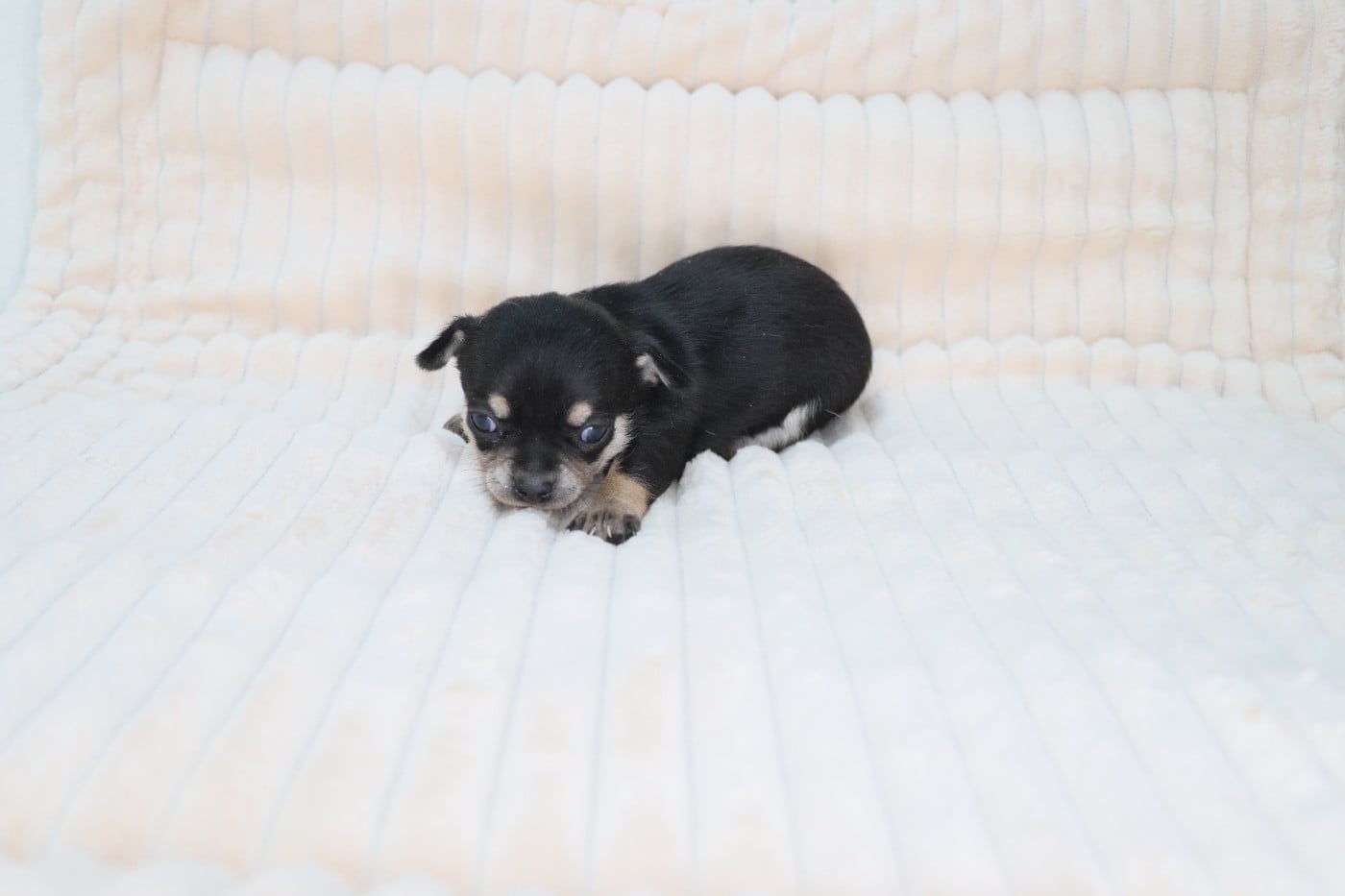 noir et feu poil court