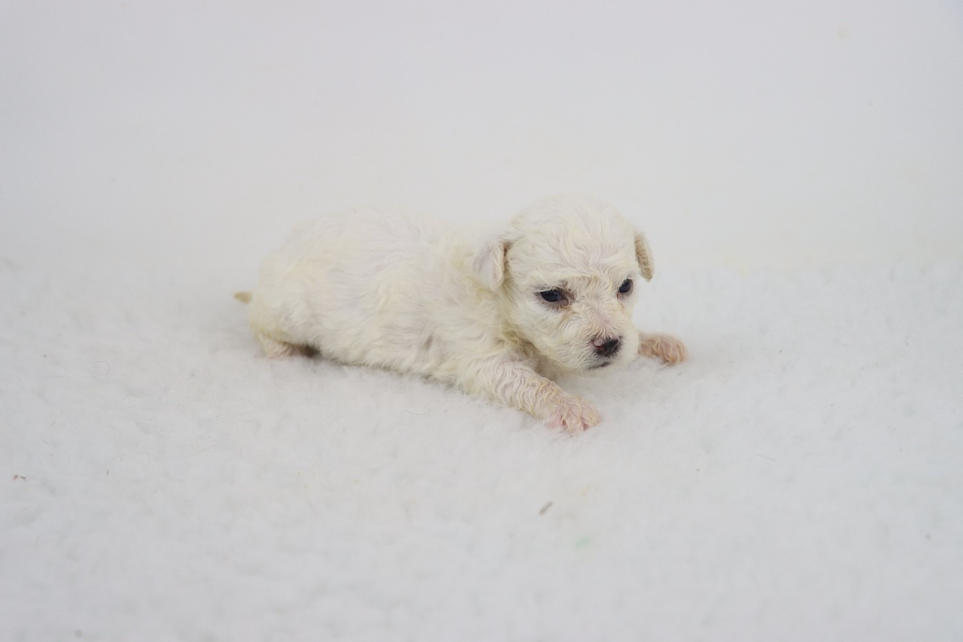 CHIOT 5 - Bichon Frise