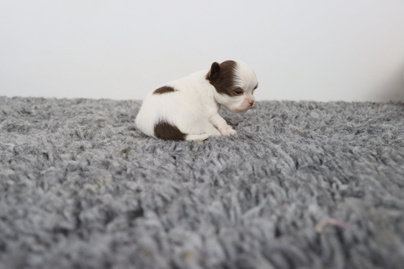 blanche et chocolat poil long 1