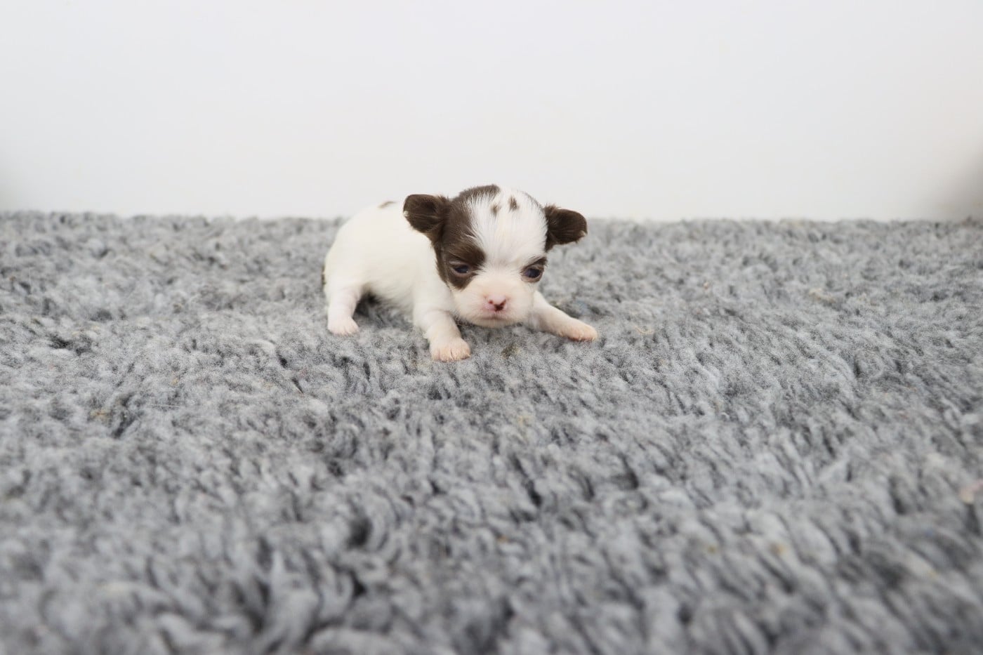 blanche et chocolat poil long 2