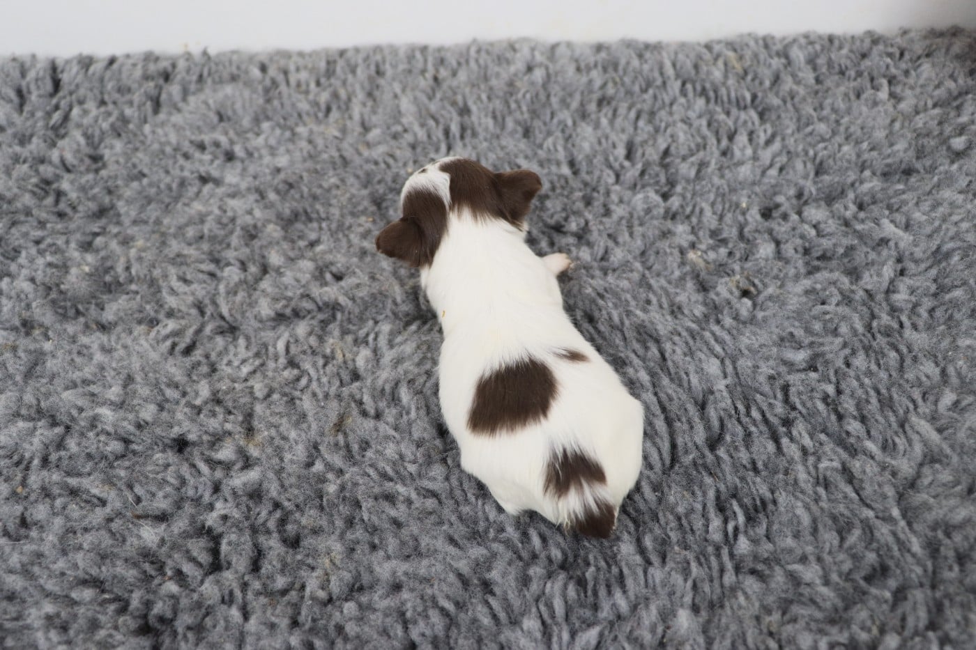 blanche et chocolat poil long 2