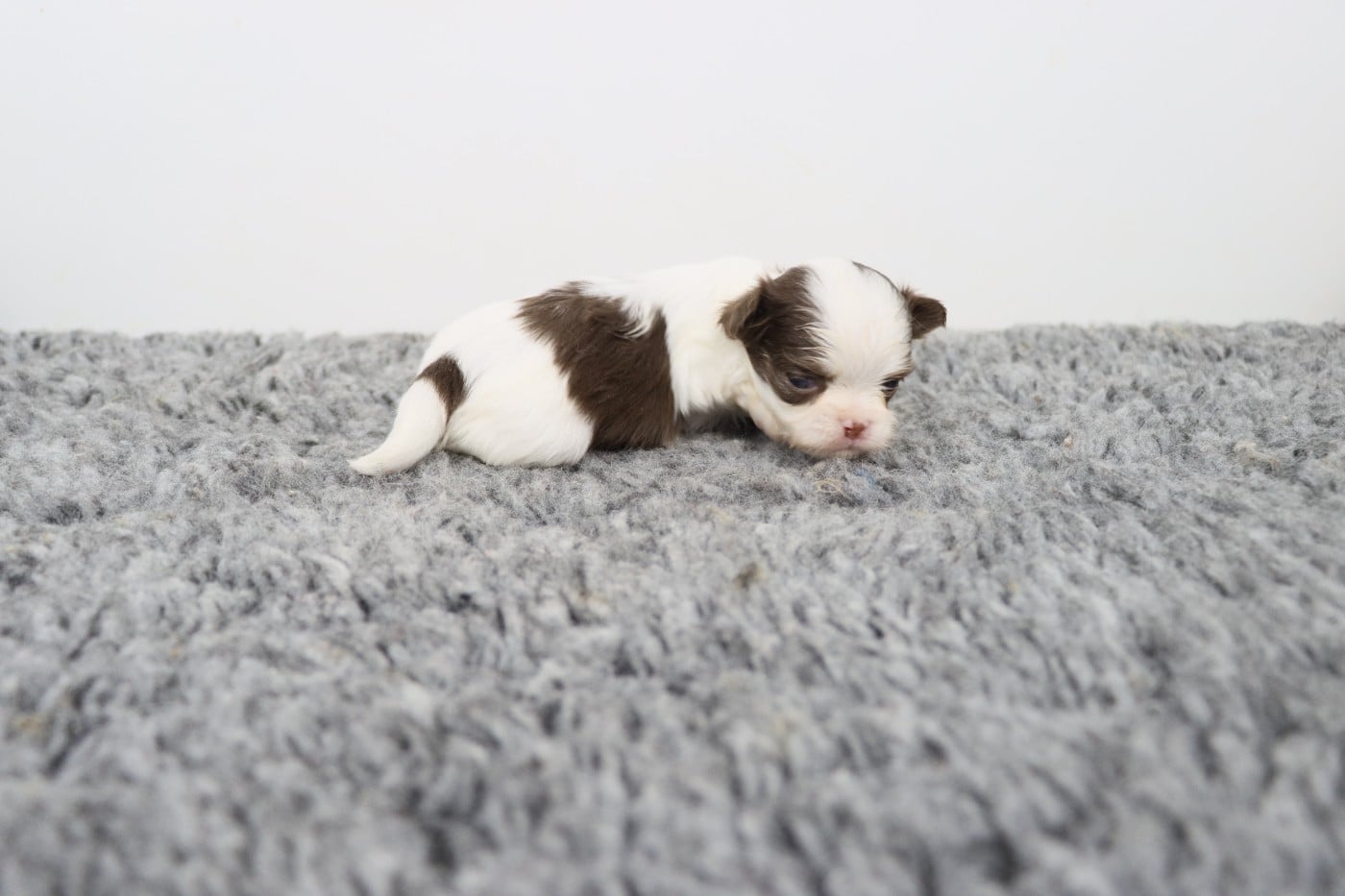 blanche et chocolat poil long 3