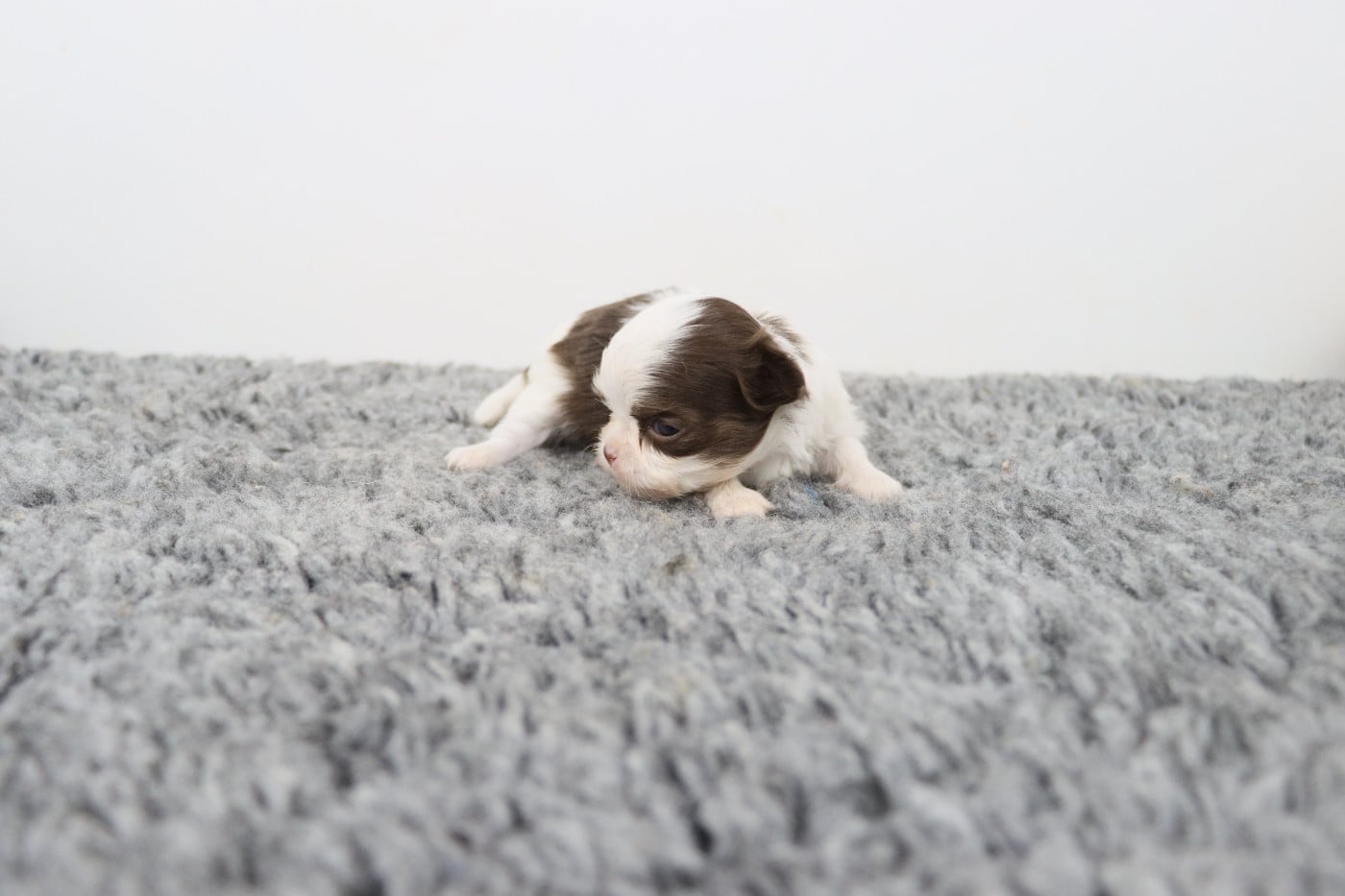 blanche et chocolat poil long 3