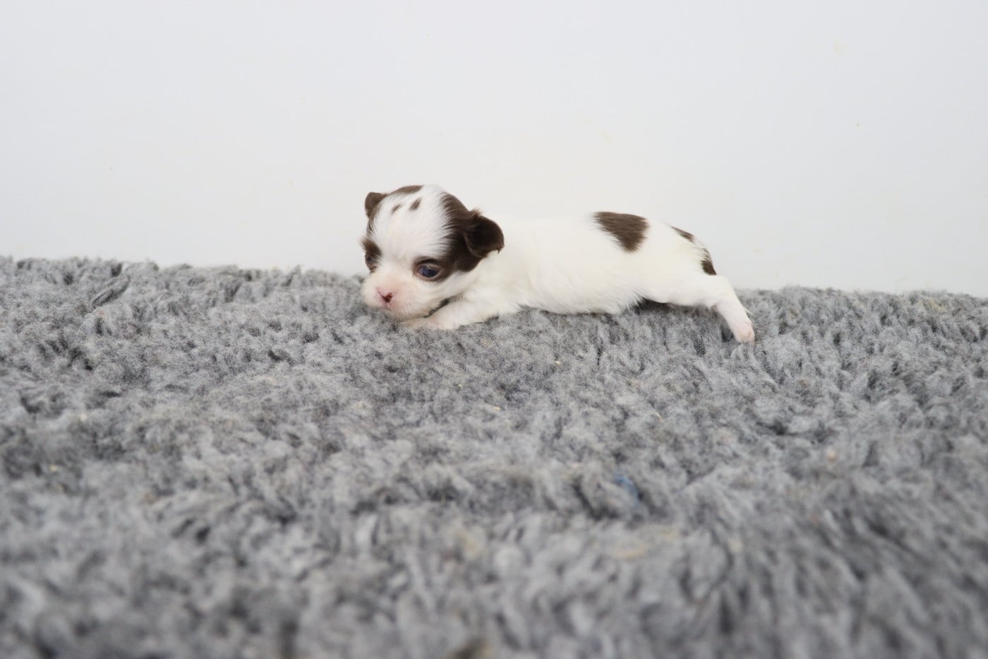 blanche et chocolat poil long 2