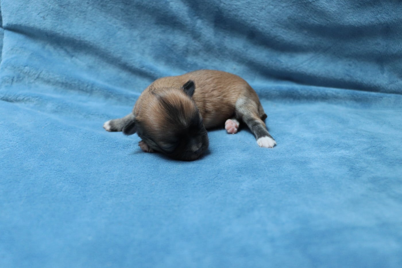 poil long Fauve charbonné