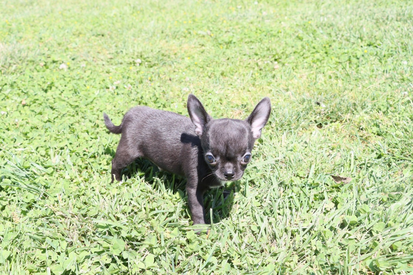 Poil court - BLACKY