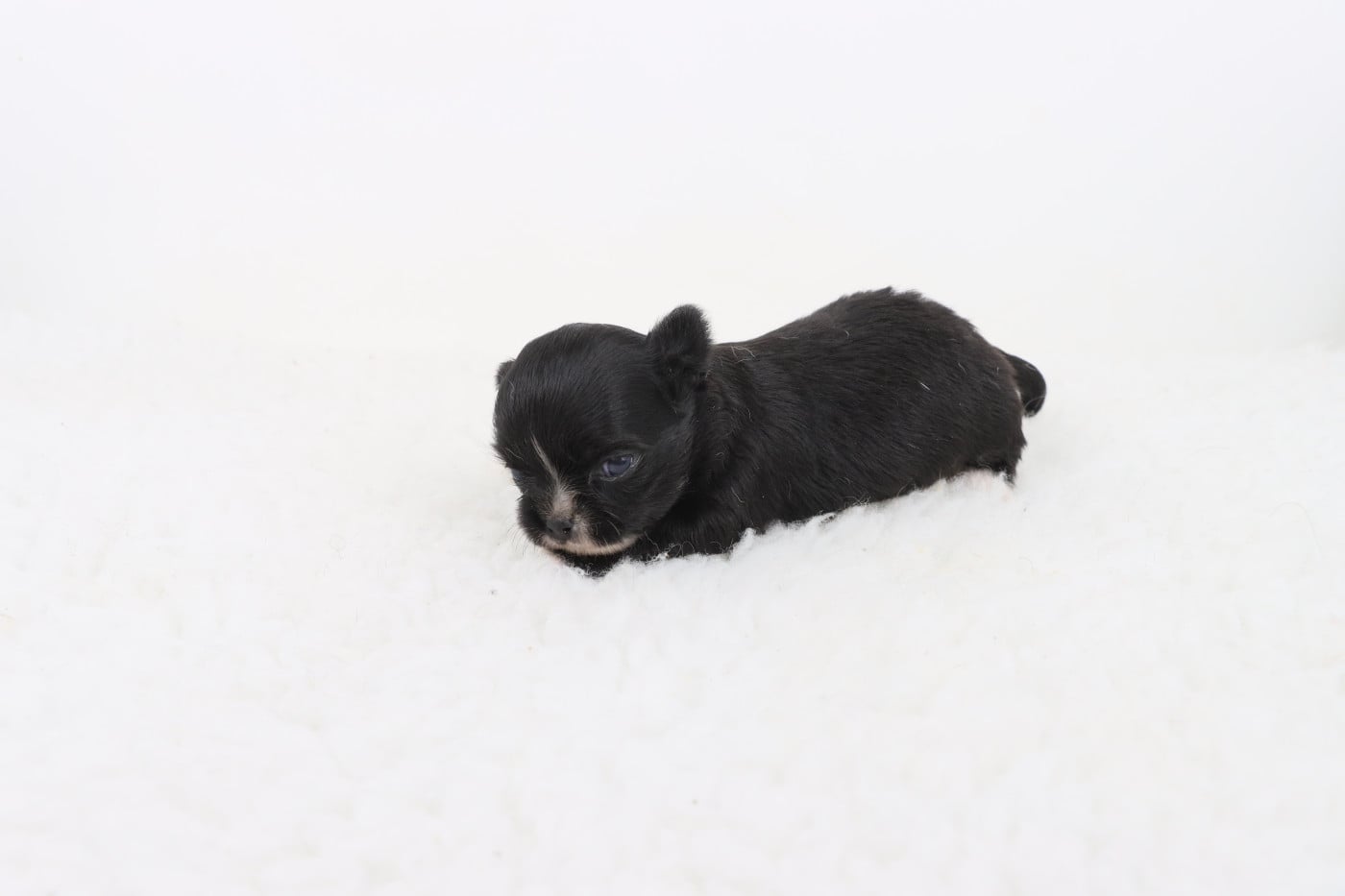 poil long noir - Chihuahua