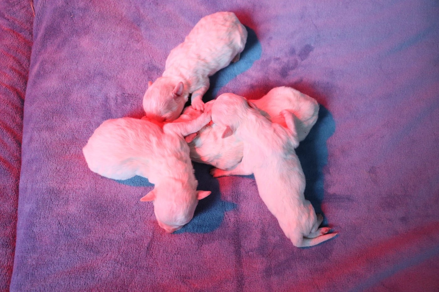 CHIOT 4 - Bichon Frise