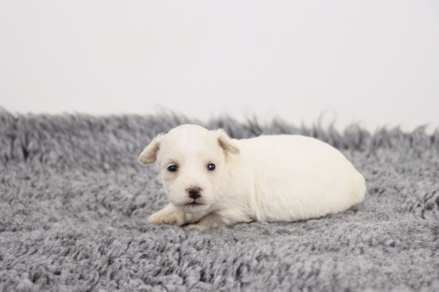 Chiot N°1