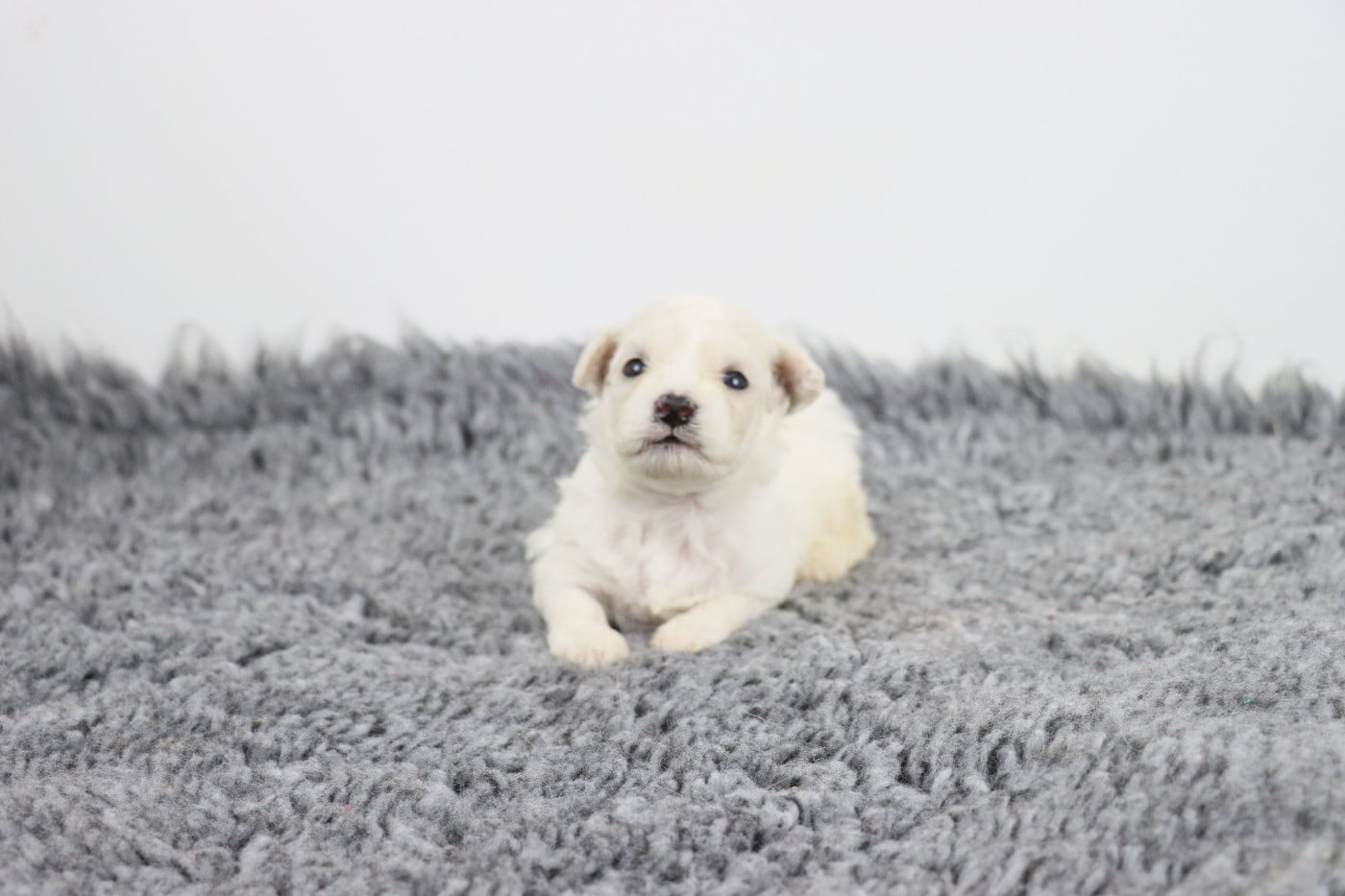 Chiot N°2 - Bichon Frise