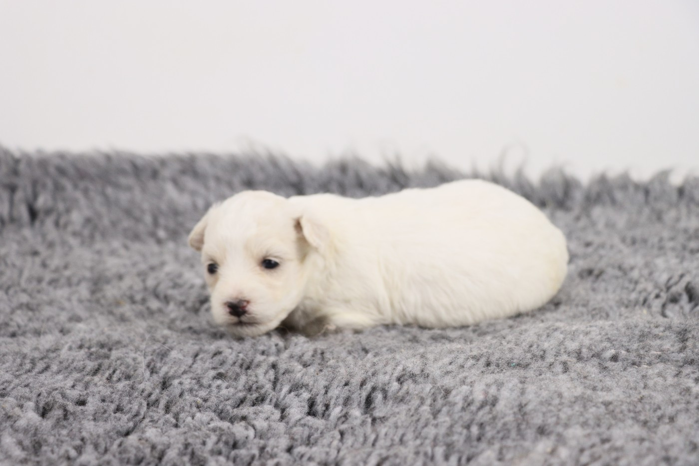 Chiot N°1