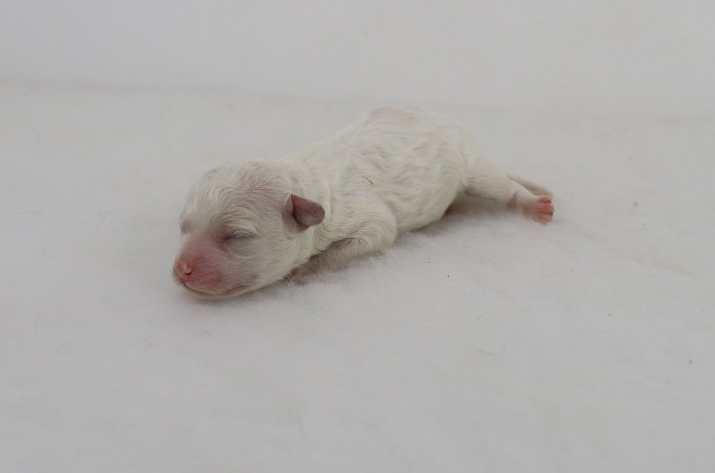 Chiot N°1 - Bichon Frise