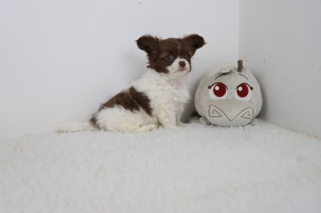 poil long blanc et chocolat