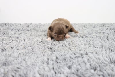 Les chiots de Chihuahua