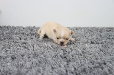 Les chiots de Chihuahua