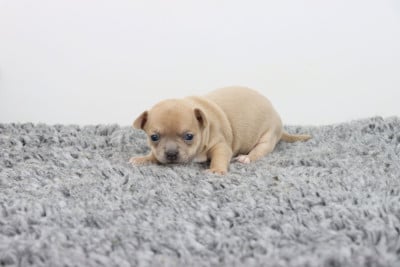 Les chiots de Chihuahua