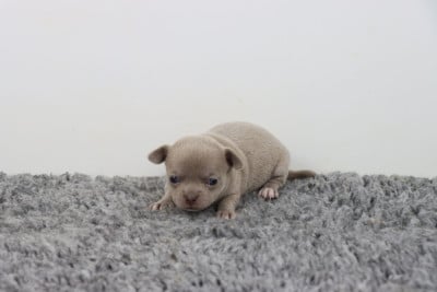 Les chiots de Chihuahua