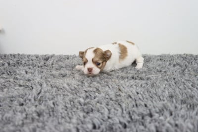 Les chiots de Chihuahua