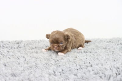 Les chiots de Chihuahua