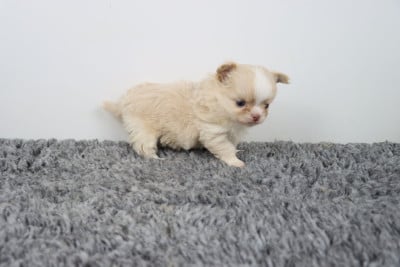 Les chiots de Chihuahua