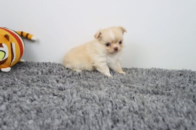 Les chiots de Chihuahua