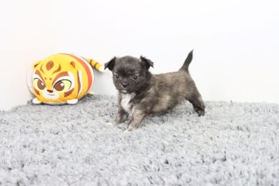 Les chiots de Chihuahua