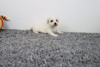 Les chiots de Bichon Frise