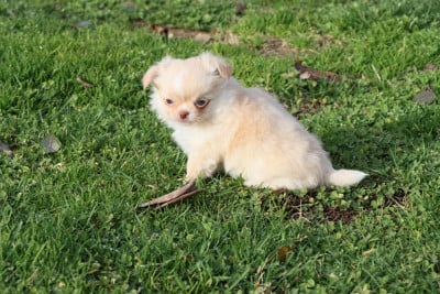 Les chiots de Chihuahua