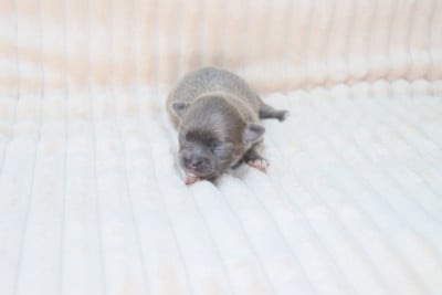 Les chiots de Chihuahua