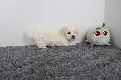Les chiots de Bichon Frise