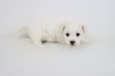 Les chiots de Bichon Frise