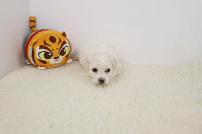 Les chiots de Bichon Frise