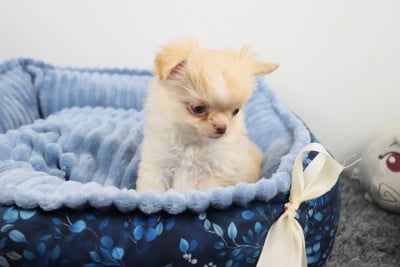 Les chiots de Chihuahua