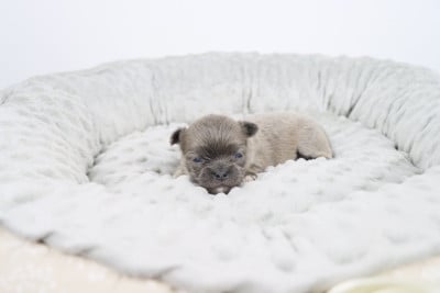 Les chiots de Chihuahua