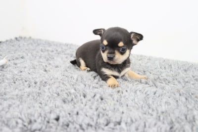 Les chiots de Chihuahua