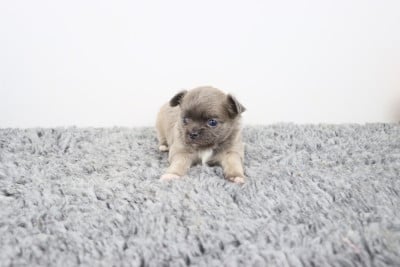 Les chiots de Chihuahua