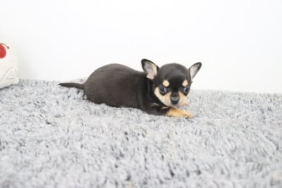 Les chiots de Chihuahua