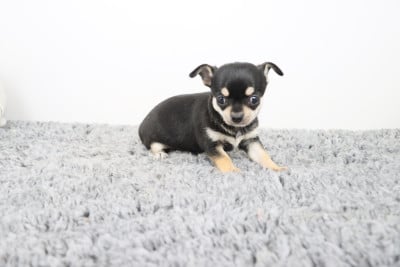 Les chiots de Chihuahua